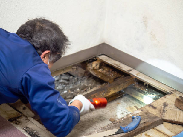 Professional Mold Removal in Cascades, VA