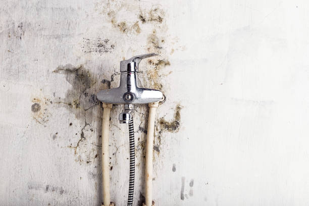 Best Same-Day Mold Removal  in Cascades, VA