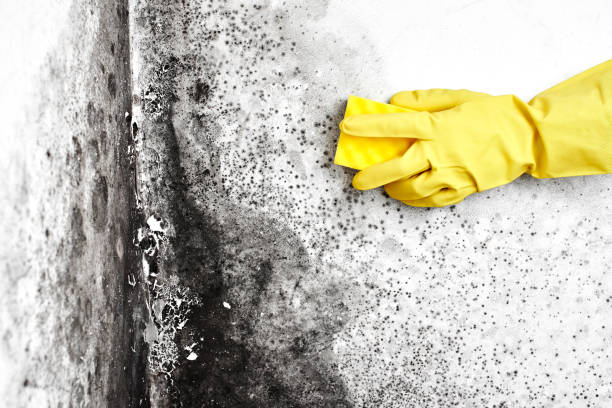 Best Commercial Mold Removal  in Cascades, VA