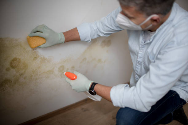 Best Professional Mold Removal  in Cascades, VA