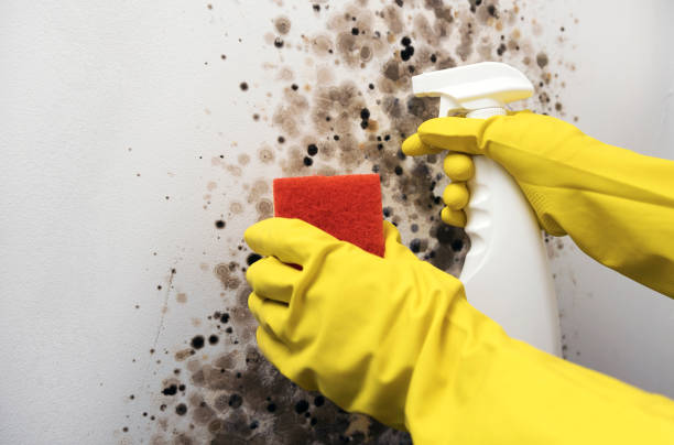 Crawl Space Mold Removal in Cascades, VA