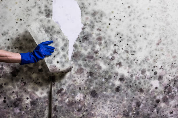 Best Same-Day Mold Removal  in Cascades, VA