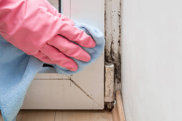 Best Professional Mold Removal  in Cascades, VA